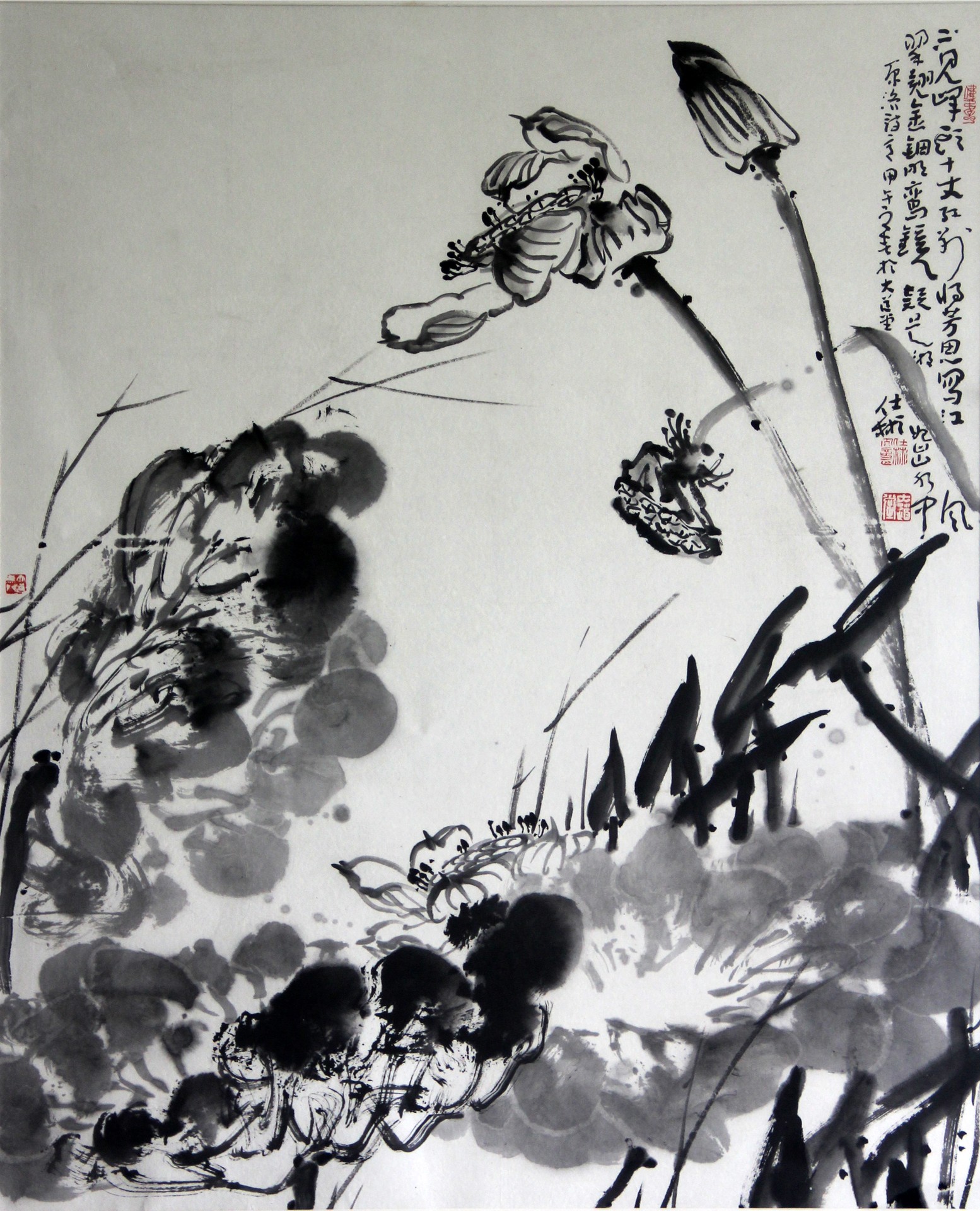 荷花